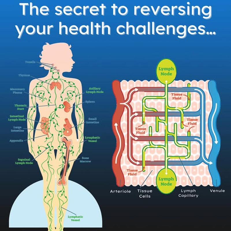 The Lymphatic System