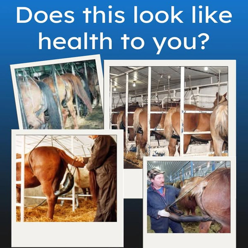 Premarin - Why Is Horse Urine In Estrogen Medication